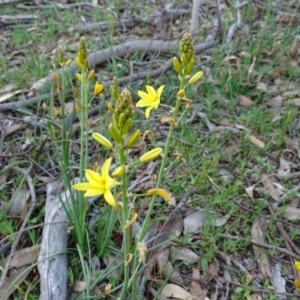 Bulbine bulbosa at Jerrabomberra, ACT - 8 Sep 2020