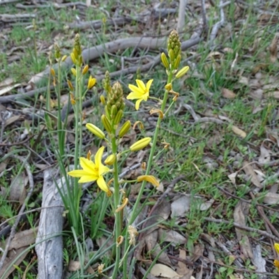 Bulbine bulbosa (Golden Lily, Bulbine Lily) at Jerrabomberra, ACT - 8 Sep 2020 by Mike