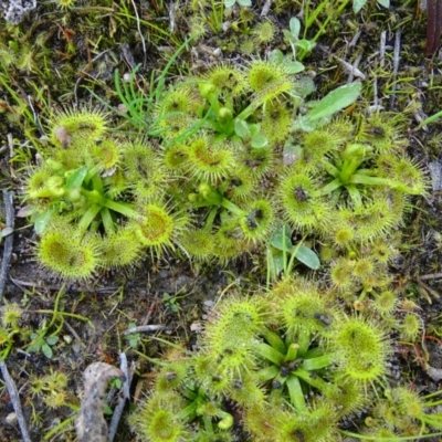 Drosera sp. (A Sundew) at Wanniassa Hill - 8 Sep 2020 by Mike