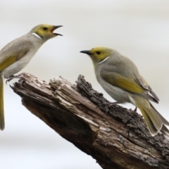 Ptilotula penicillata (White-plumed Honeyeater) at Fyshwick, ACT - 8 Sep 2020 by jbromilow50