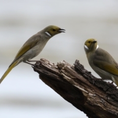 Ptilotula penicillata at Fyshwick, ACT - 8 Sep 2020