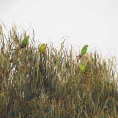 Lathamus discolor (Swift Parrot) at Molonglo Gorge - 22 Apr 2019 by Liam.m