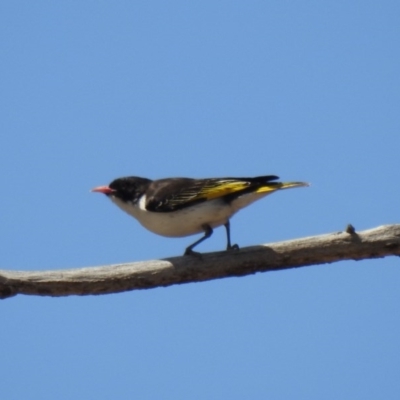 Grantiella picta (Painted Honeyeater) at Paddys River, ACT - 27 Oct 2019 by Liam.m