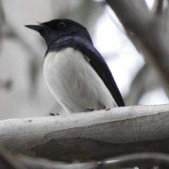 Myiagra cyanoleuca (Satin Flycatcher) at Macarthur, ACT - 17 Nov 2018 by Liam.m