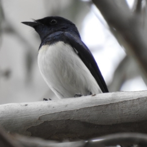 Myiagra cyanoleuca at Macarthur, ACT - 18 Nov 2018 07:22 AM