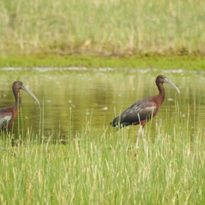 Plegadis falcinellus (Glossy Ibis) at Fyshwick, ACT - 14 Oct 2019 by Liam.m