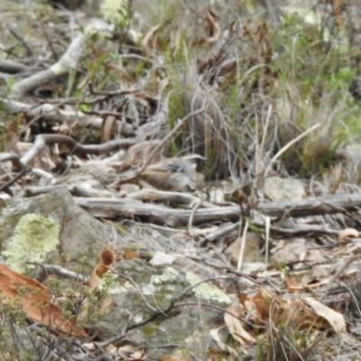 Cinclosoma punctatum (Spotted Quail-thrush) at Tuggeranong DC, ACT - 7 Sep 2020 by Liam.m