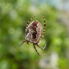 Plebs eburnus (Eastern bush orb-weaver) at Rugosa - 8 Sep 2020 by SenexRugosus