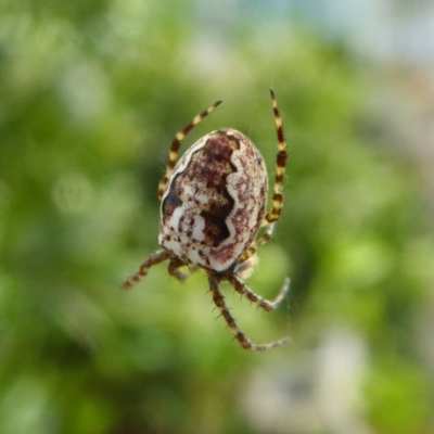 Plebs eburnus (Eastern bush orb-weaver) at Yass River, NSW - 8 Sep 2020 by SenexRugosus