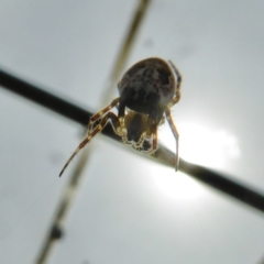 Plebs eburnus at Yass River, NSW - 8 Sep 2020