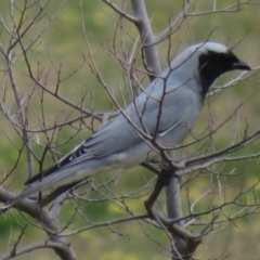 Coracina novaehollandiae (Black-faced Cuckooshrike) at Symonston, ACT - 8 Sep 2020 by RobParnell