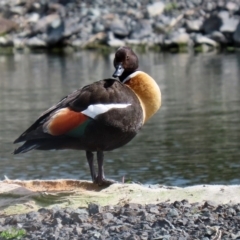 Tadorna tadornoides at Bungendore, NSW - 7 Sep 2020