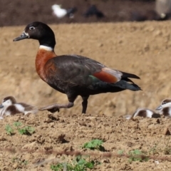 Tadorna tadornoides (Australian Shelduck) at Bungendore, NSW - 7 Sep 2020 by RodDeb