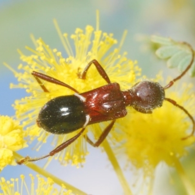 Pseudohalme laetabilis (A Longhorn Beetle) at Hall, ACT - 6 Sep 2020 by Harrisi