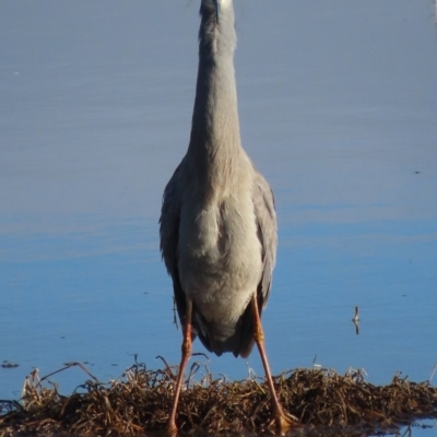 Egretta novaehollandiae (White-faced Heron) at Fyshwick, ACT - 5 Sep 2020 by roymcd