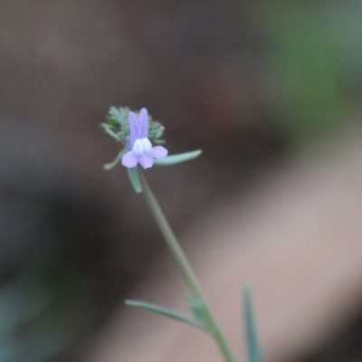 Linaria arvensis (Corn Toadflax) at Hughes, ACT - 8 Sep 2020 by LisaH