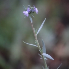 Linaria arvensis at Hughes, ACT - 9 Sep 2020