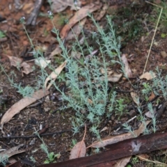 Linaria arvensis at Hughes, ACT - 9 Sep 2020