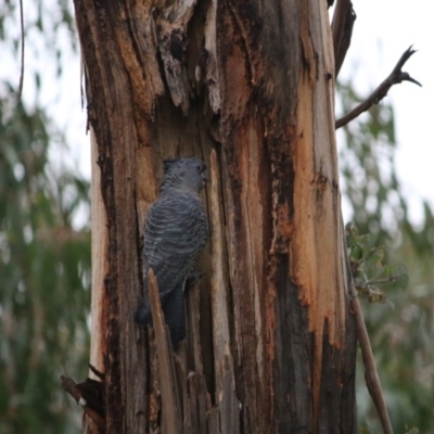 Callocephalon fimbriatum (Gang-gang Cockatoo) at Hughes, ACT - 8 Sep 2020 by LisaH