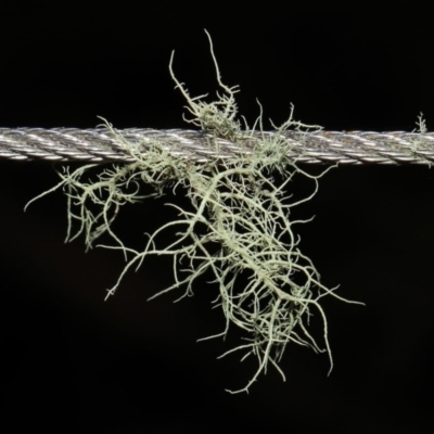 Usnea sp. (genus) (Bearded lichen) at Paddys River, ACT - 30 Aug 2020 by TimL