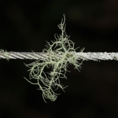 Usnea sp. (genus) at Paddys River, ACT - 30 Aug 2020