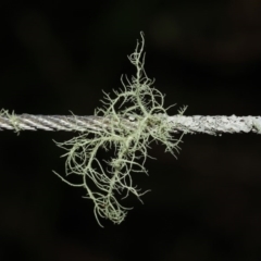 Usnea sp. (genus) at Paddys River, ACT - 30 Aug 2020 11:30 AM