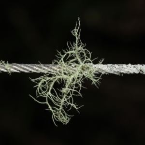 Usnea sp. (genus) at Paddys River, ACT - 30 Aug 2020 11:30 AM