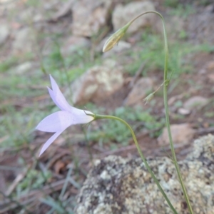 Wahlenbergia capillaris at Banks, ACT - 31 Mar 2020