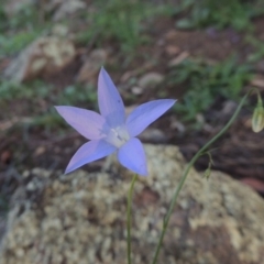 Wahlenbergia capillaris at Banks, ACT - 31 Mar 2020