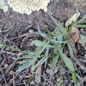 Wahlenbergia capillaris at Banks, ACT - 31 Mar 2020