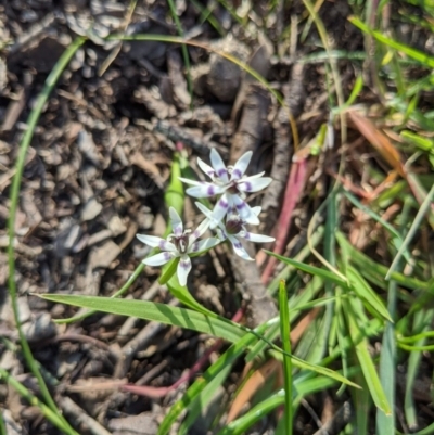 Wurmbea dioica subsp. dioica (Early Nancy) at Springdale Heights, NSW - 7 Sep 2020 by ChrisAllen