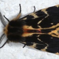 Ardices curvata (Crimson Tiger Moth) at Ainslie, ACT - 9 Sep 2020 by jb2602