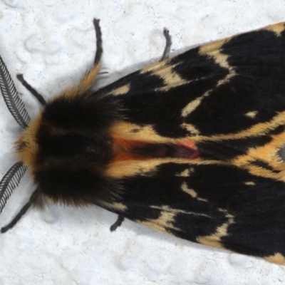 Ardices curvata (Crimson Tiger Moth) at Ainslie, ACT - 8 Sep 2020 by jbromilow50