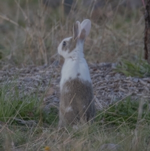 Oryctolagus cuniculus at Googong, NSW - 1 Sep 2020