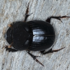 Onthophagus declivis (Declivis dung beetle) at Ainslie, ACT - 8 Sep 2020 by jbromilow50