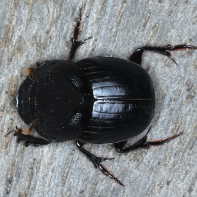 Onthophagus declivis (Declivis dung beetle) at Ainslie, ACT - 9 Sep 2020 by jb2602