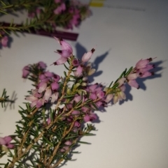 Lissanthe strigosa subsp. subulata at Paddys River, ACT - 8 Sep 2020