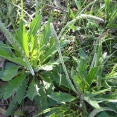 Plantago varia (Native Plaintain) at Crace, ACT - 7 Sep 2020 by Dibble