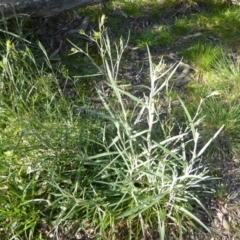 Senecio quadridentatus (Cotton Fireweed) at Crace, ACT - 7 Sep 2020 by Dibble