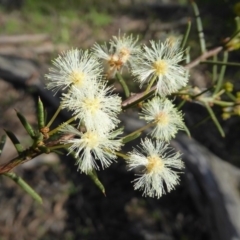 Acacia genistifolia (Early Wattle) at Kaleen, ACT - 7 Sep 2020 by Dibble