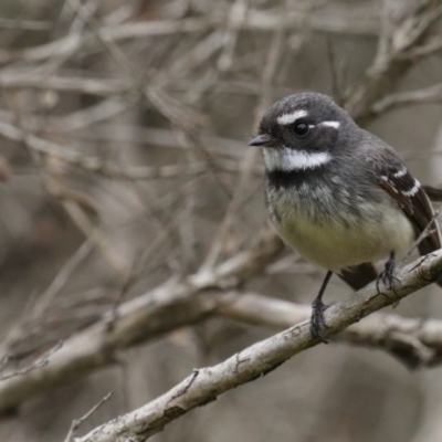 Rhipidura albiscapa (Grey Fantail) at Fyshwick, ACT - 8 Sep 2020 by jbromilow50