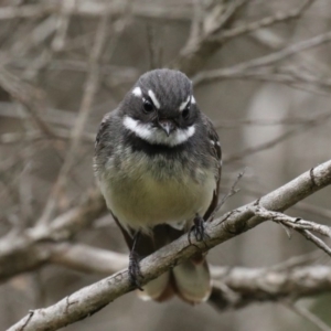 Rhipidura albiscapa at Fyshwick, ACT - 8 Sep 2020