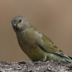 Psephotus haematonotus (Red-rumped Parrot) at Fyshwick, ACT - 8 Sep 2020 by jb2602