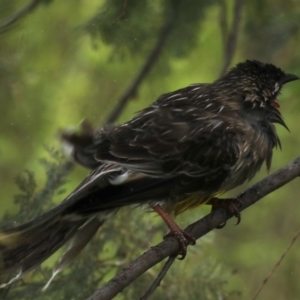 Anthochaera carunculata at Fyshwick, ACT - 8 Sep 2020