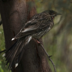 Anthochaera carunculata at Fyshwick, ACT - 8 Sep 2020