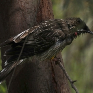 Anthochaera carunculata at Fyshwick, ACT - 8 Sep 2020