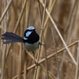 Malurus cyaneus at Fyshwick, ACT - 8 Sep 2020 12:07 PM