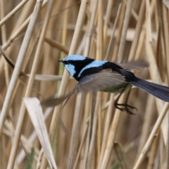 Malurus cyaneus at Fyshwick, ACT - 8 Sep 2020 12:07 PM