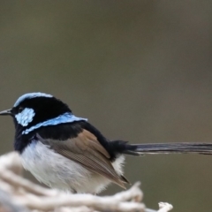 Malurus cyaneus at Fyshwick, ACT - 8 Sep 2020 12:07 PM