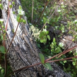 Cerastium vulgare at Majura, ACT - 7 Sep 2020